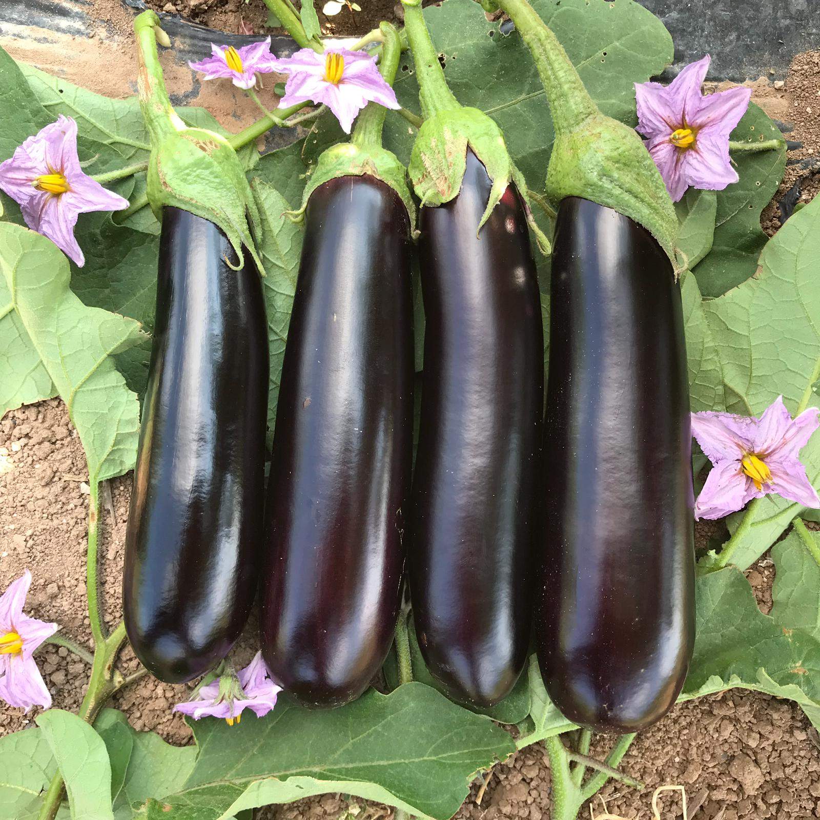 Uzun Patlıcan ( Siyah )